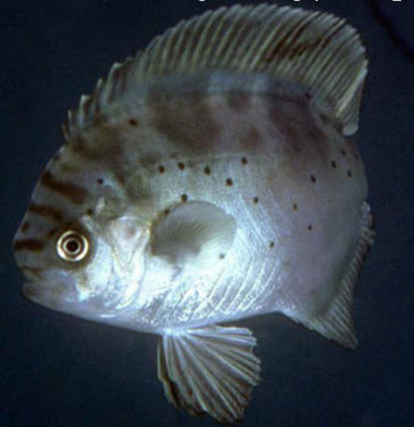 Schedophilus ovalis_05.jpg